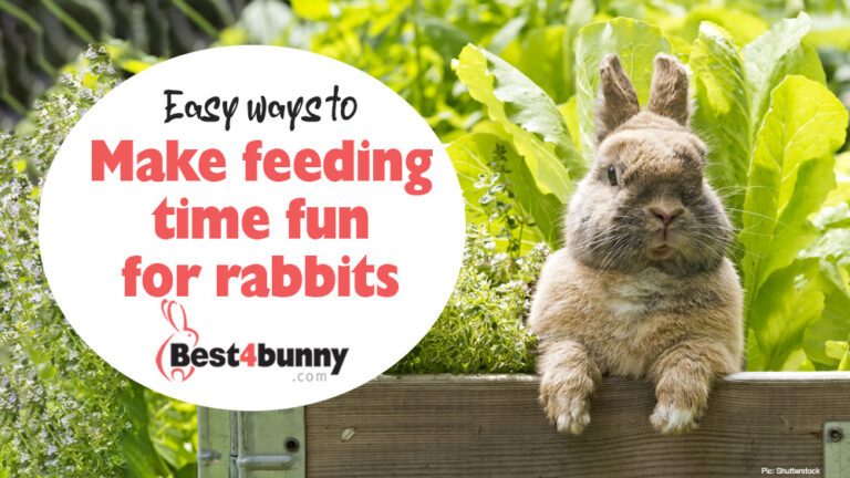 Make feeding time fun for your rabbits - Best4Bunny