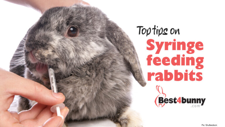 Syringe feeding your rabbit - top tips to make it easier - Best4Bunny