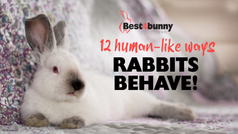 12 human-like ways rabbits behave - Best4Bunny