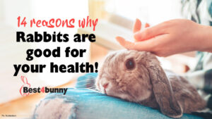 14 reasons why rabbits are good for your health - Best4Bunny