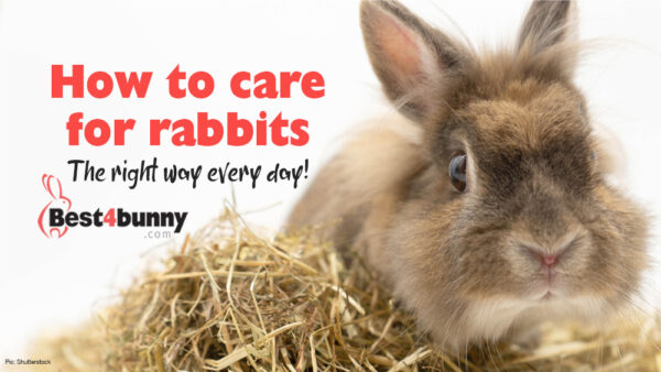 How to care for your rabbit each & every day - Best4Bunny