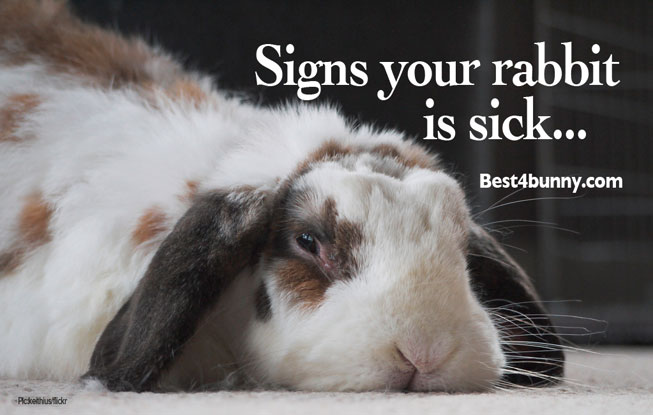 Signs your rabbit is sick - Best 4 Bunny