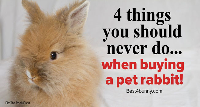 Buying a pet rabbit – 4 things you should never do - Best 4 Bunny