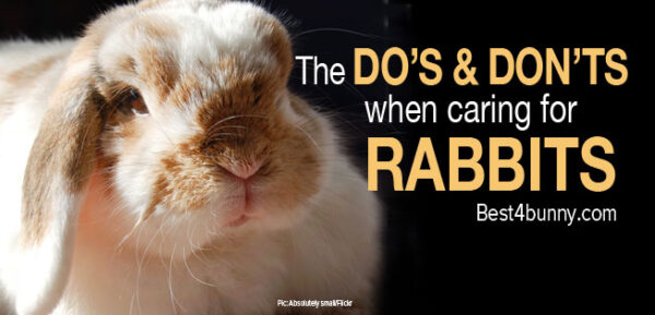 Rabbit Care The Dos And Donts Of How To Look After Rabbits Today