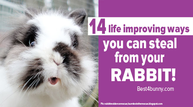 Best4bunny-Rabbit-health-ways