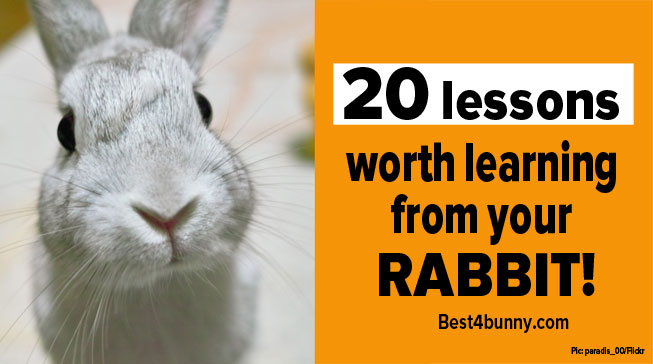 Best4bunny-Rabbit-lessons-learned