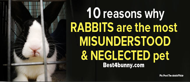 Best4bunny-misunderstood-rabbits