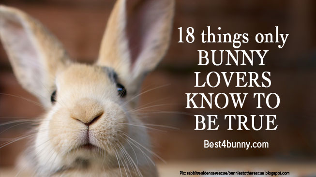Best4bunny-Bunny-lovers