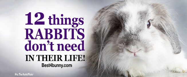 things rabbits need