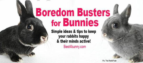 Boredom Breakers For Bunnies Best4bunny