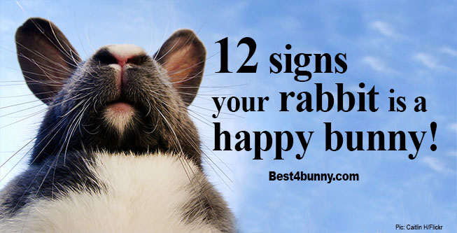 https://best4bunny.com/wp-content/uploads/2018/02/Best4bunny-how-to-tell-rabbit-happy.jpg