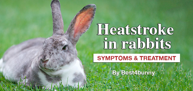 heatstroke-in-rabbits-symptoms-and-treatment-best-4-bunny