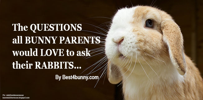 Best4bunny-questions-ask-rabbits