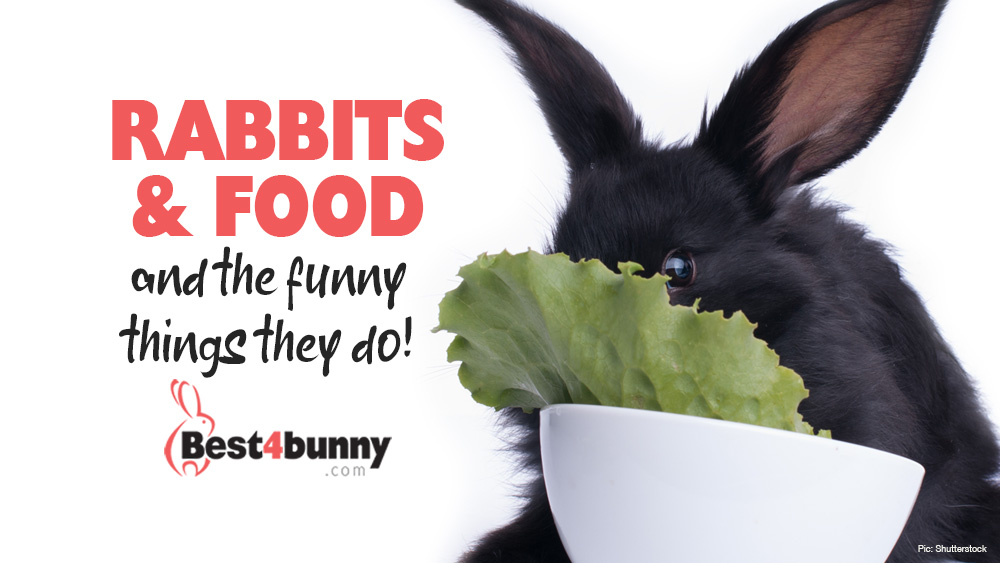 Rabbits and food and the funny things they do! - Best 4 Bunny