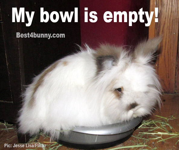 Rabbits and food and the funny things they do! – Best4Bunny