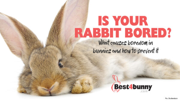 Is your rabbit bored? - Best4Bunny