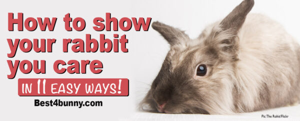 How to show your rabbit you care – in 11 easy ways! - Best 4 Bunny