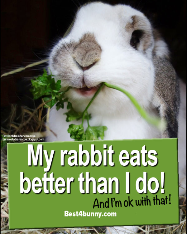 How to show your rabbit you care – in 11 easy ways! - Best4Bunny