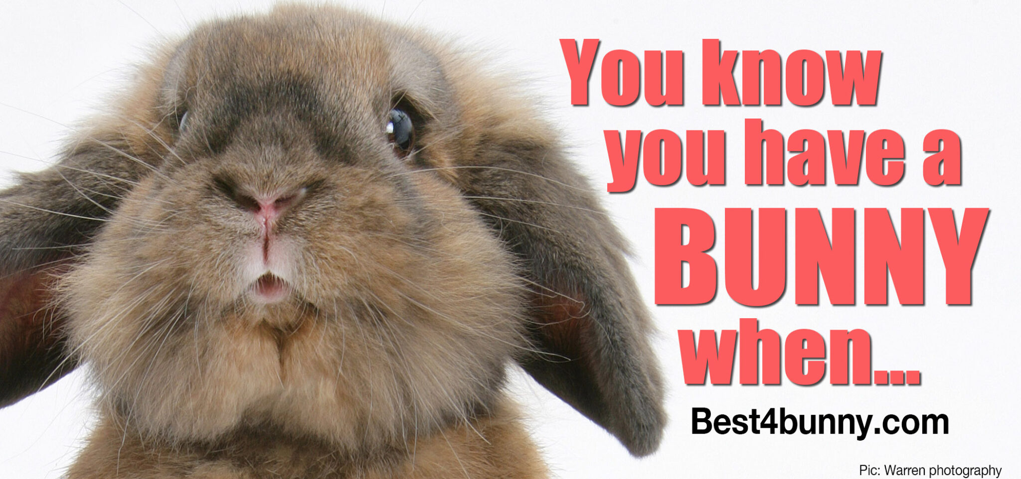 You know you have a bunny when… - Best4Bunny