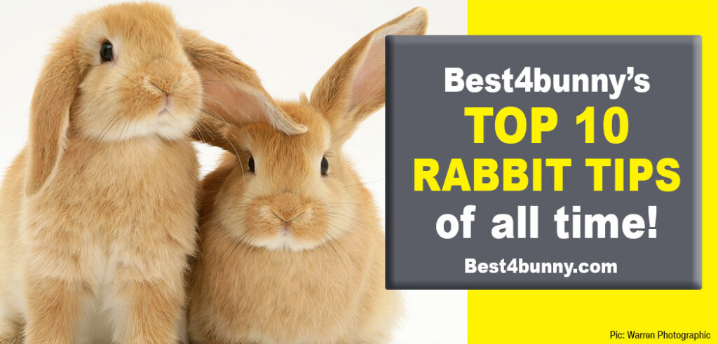 Best4bunny’s TOP 10 RABBIT TIPS of all time! - Best 4 Bunny