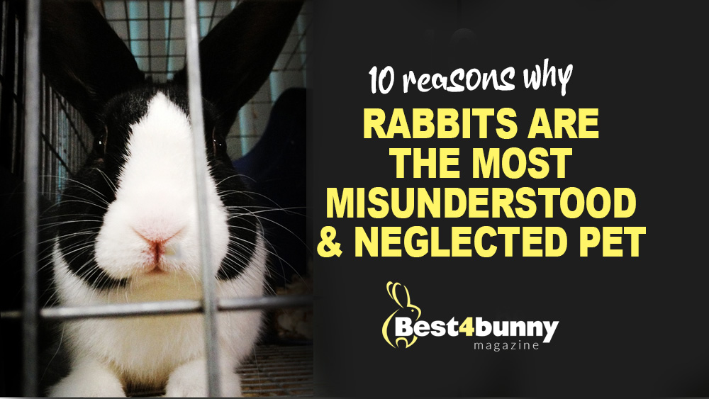 10 reasons why rabbits are the most misunderstood & neglected pet. - Best 4  Bunny
