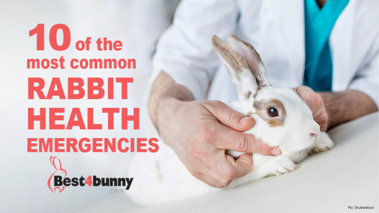 10 of the most common rabbit health emergencies - Best4Bunny