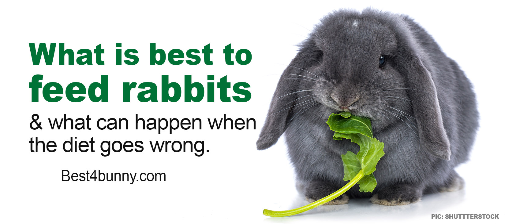 What S Best To Feed Rabbits What Can Happen When The Diet Goes Wrong Best 4 Bunny