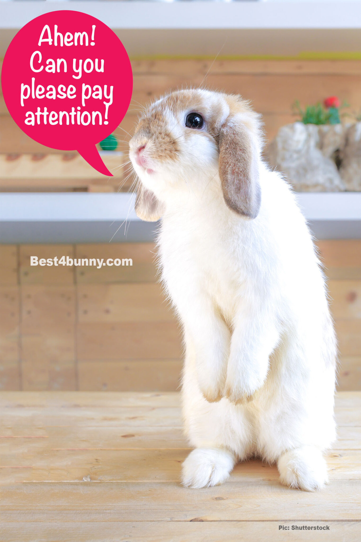 The Hilarious Things Our Rabbits Do Best4Bunny   Best4bunny Funny Rabbit 1363x2048 