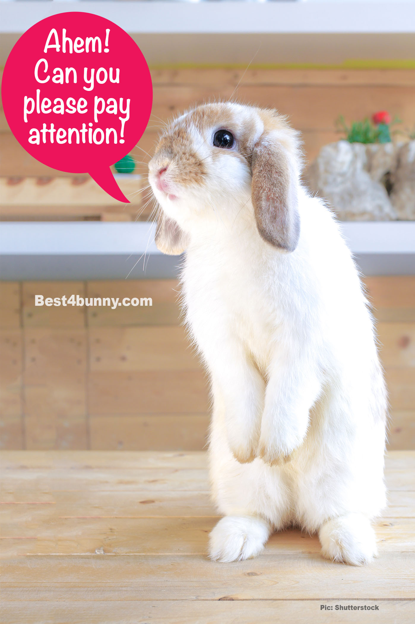 The hilarious things our rabbits do! - Best 4 Bunny