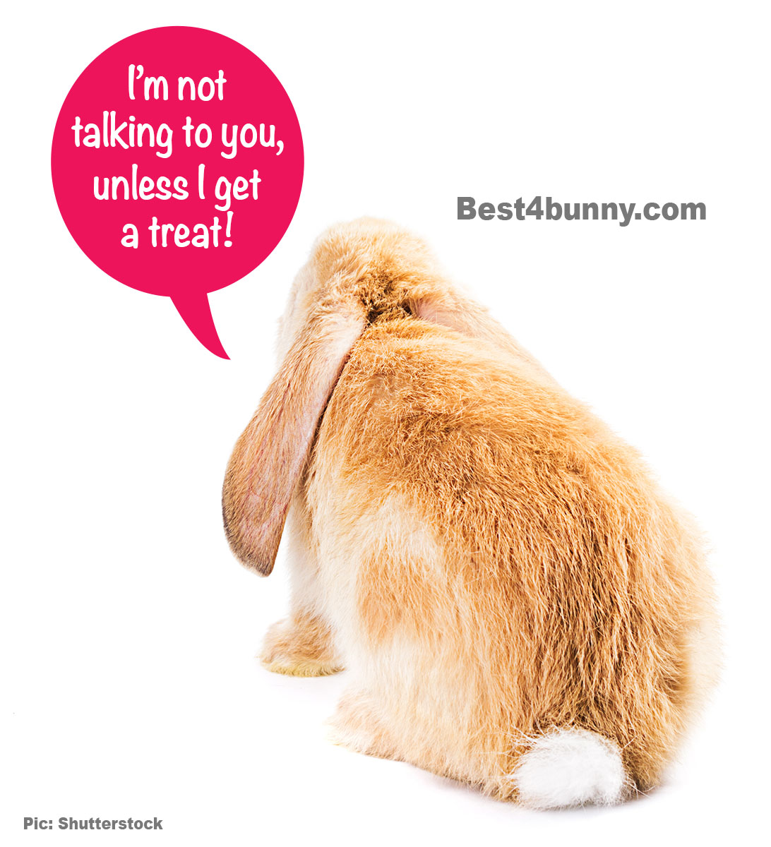 The hilarious things our rabbits do! – Best4Bunny