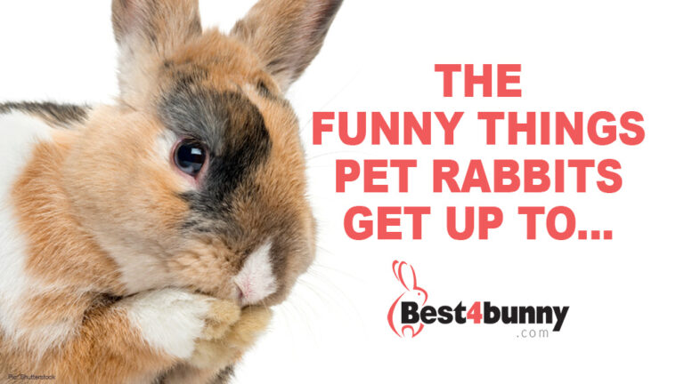 The Hilarious Things Our Rabbits Do! - Best4bunny