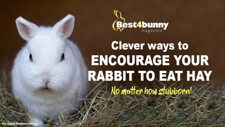 Clever ways to encourage your rabbit to eat hay - no matter how stubborn!