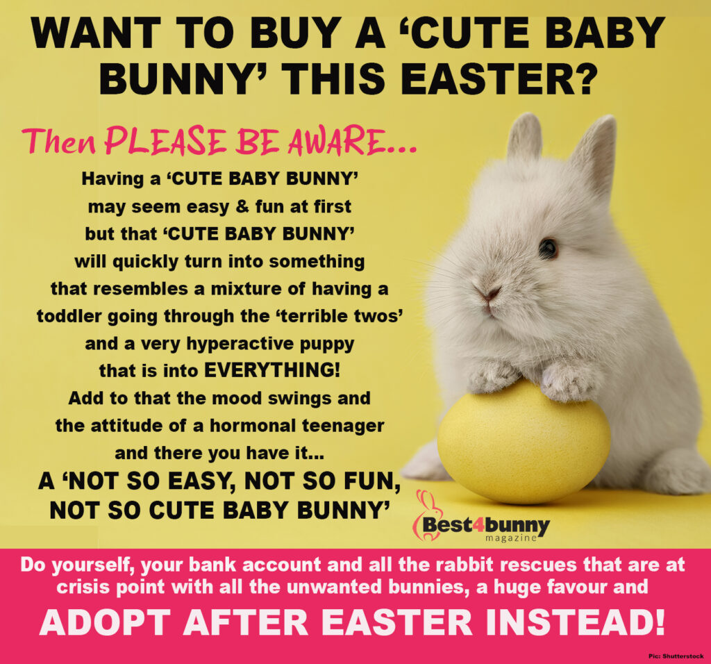 Bunny things to buy best sale