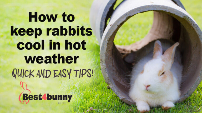 How to keep rabbits cool in hot weather - Quick and easy tips! - Best4Bunny