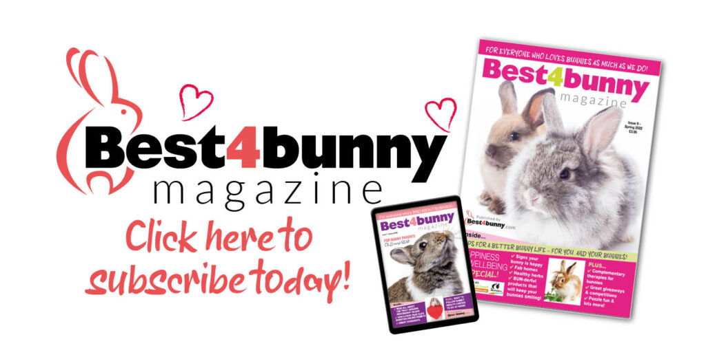 Rabbit Exercise: Activities For a Happy, Healthy Bunny, Small Pet Select  Blogs