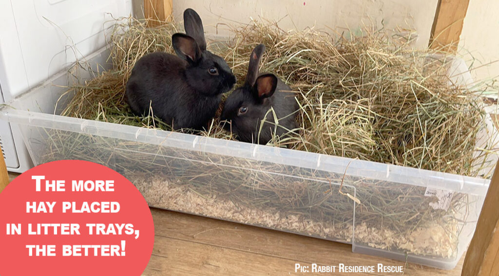 What should you put in your rabbit’s litter tray? Best4Bunny