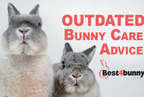 Best4bunny | Rabbit Care Advice