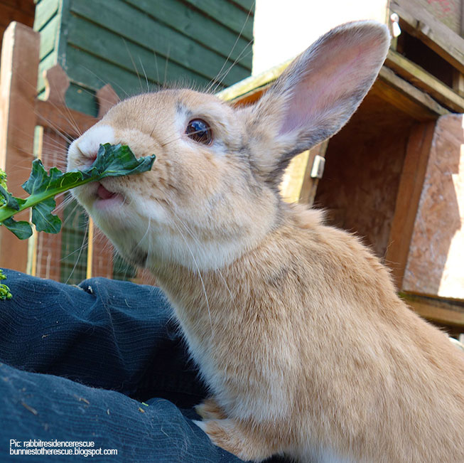 12 signs your rabbit is a happy bunny! - Best4Bunny