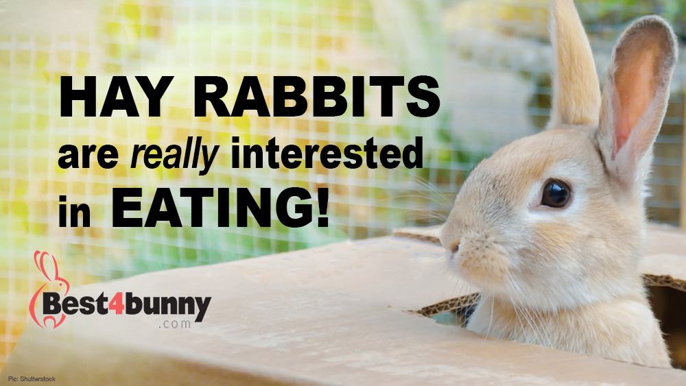 Can Rabbits Eat Cornflowers? Discover the Truth About This Bunny Treat