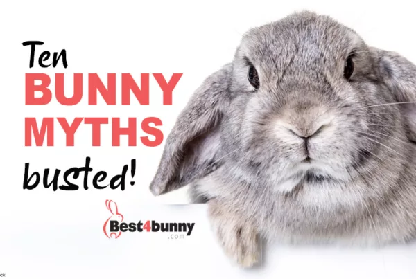 Best4bunny | Rabbit Care Advice